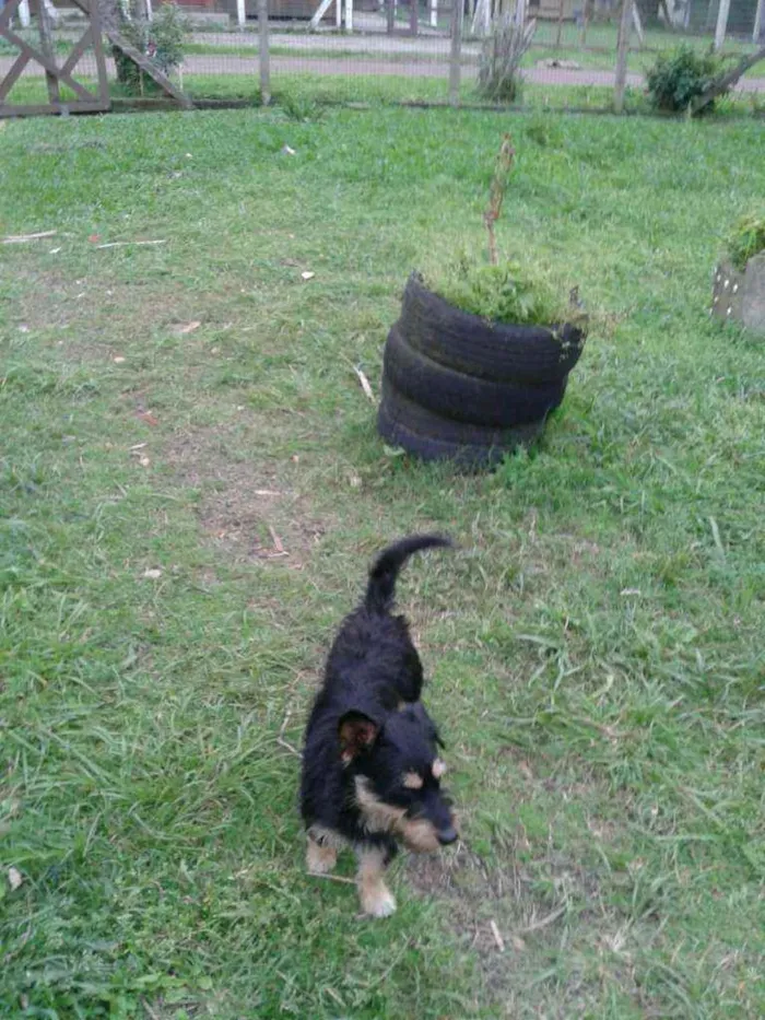 Cachorro ra a SRD idade 1 ano nome JUBINHA