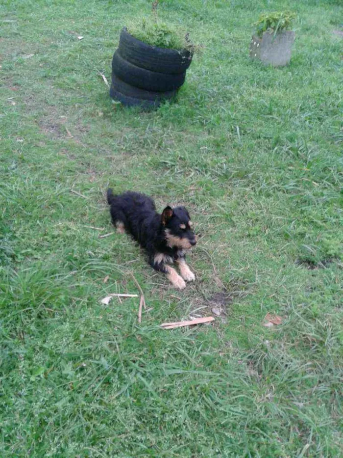 Cachorro ra a SRD idade 1 ano nome JUBINHA