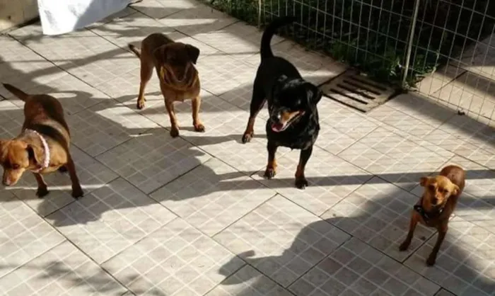 Cachorro ra a Vira lata idade 1 ano nome Bolota