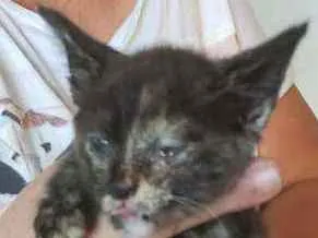 Gato ra a NÃO DEFINIDA idade Abaixo de 2 meses nome NÃO TEM