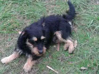Cachorro ra a SRD idade 1 ano nome JUBINHA
