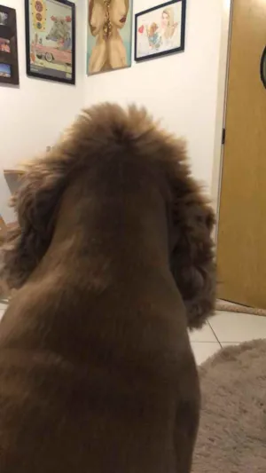 Cachorro raça Vira latas  idade 1 ano nome Caramelo 