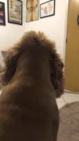 Caramelo