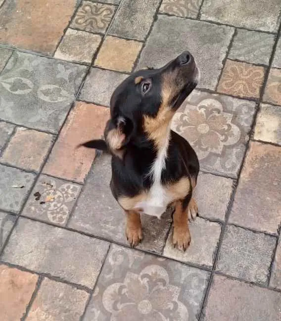 Cachorro ra a Srd idade 2 a 6 meses nome Pedrita