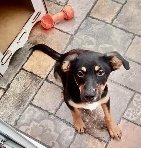 Cachorro ra a Srd idade 2 a 6 meses nome Pedrita