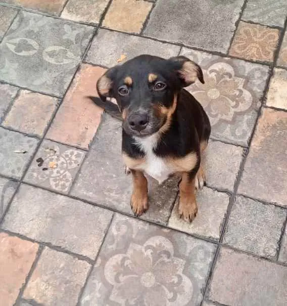 Cachorro ra a Srd idade 2 a 6 meses nome Pedrita