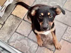 Cachorro raça Srd idade 2 a 6 meses nome Pedrita