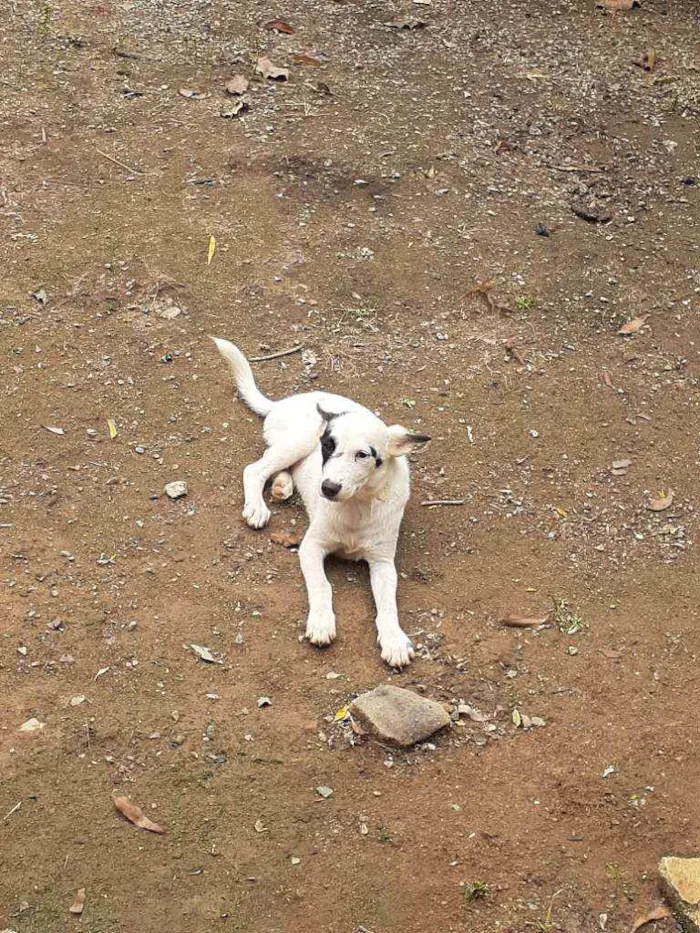 Cachorro ra a Sem raça definida  idade 2 anos nome Saddam 