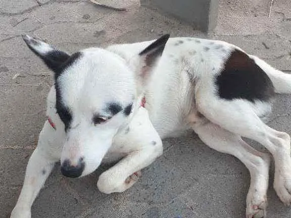 Cachorro ra a Sem raça definida  idade 2 anos nome Saddam 