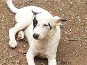 Cachorro raça Sem raça definida  idade 2 anos nome Saddam 