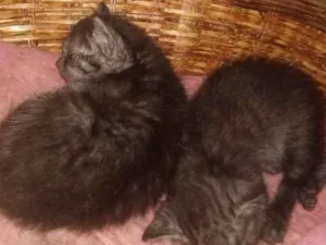 Gato raça Srd idade Abaixo de 2 meses nome Irmãs bebês