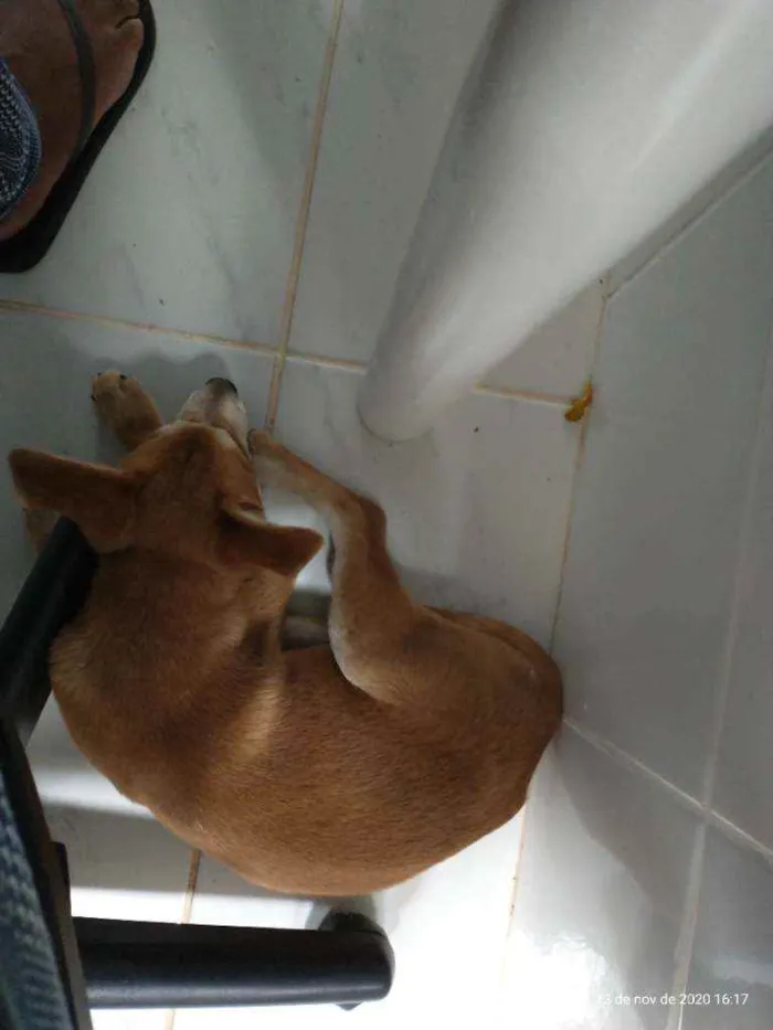 Cachorro raça Viralata idade 2 a 6 meses nome Pureza