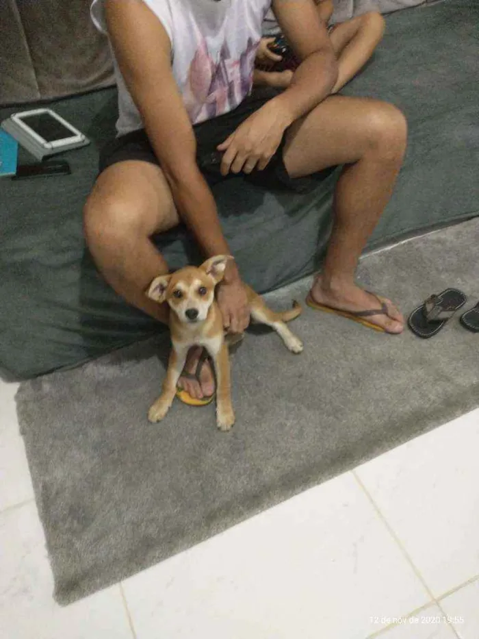 Cachorro raça Viralata idade 2 a 6 meses nome Pureza