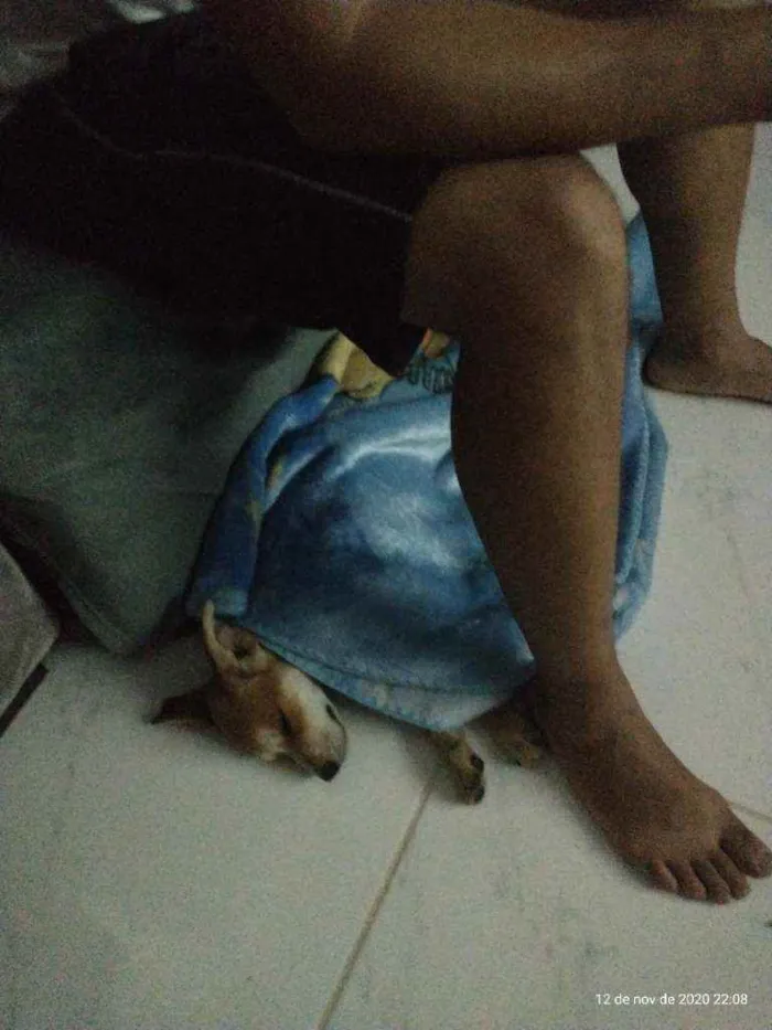 Cachorro raça Viralata idade 2 a 6 meses nome Pureza