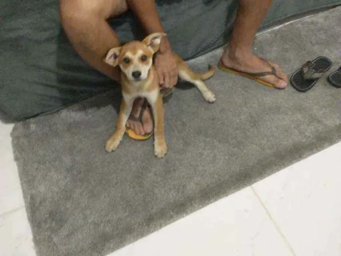 Cachorro raça Viralata idade 2 a 6 meses nome Pureza