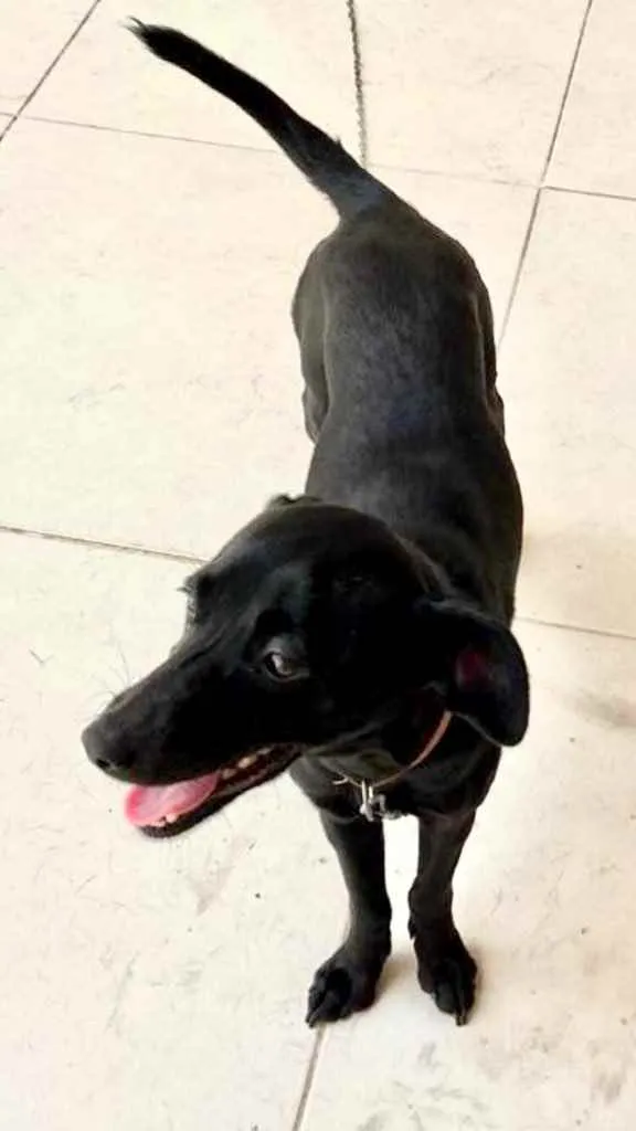 Cachorro ra a Srd  idade 1 ano nome Dóris linda e fofa
