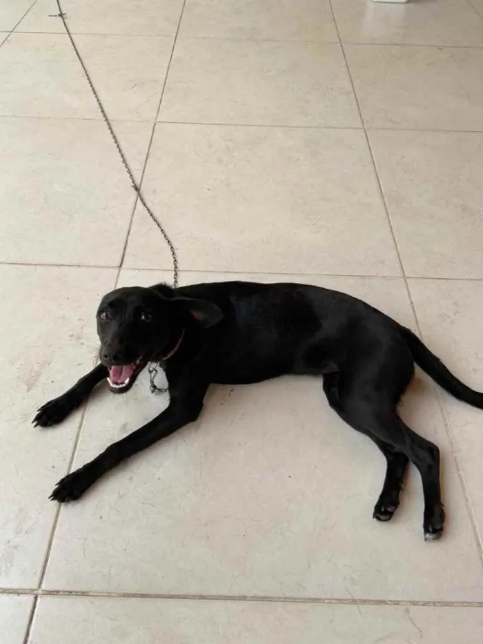 Cachorro ra a Srd  idade 1 ano nome Dóris linda e fofa