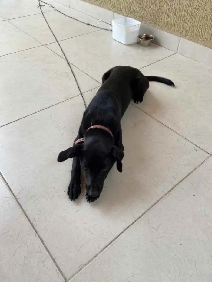 Cachorro ra a Srd  idade 1 ano nome Dóris linda e fofa