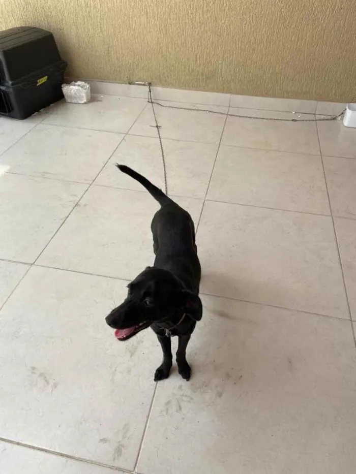 Cachorro ra a Srd  idade 1 ano nome Dóris linda e fofa