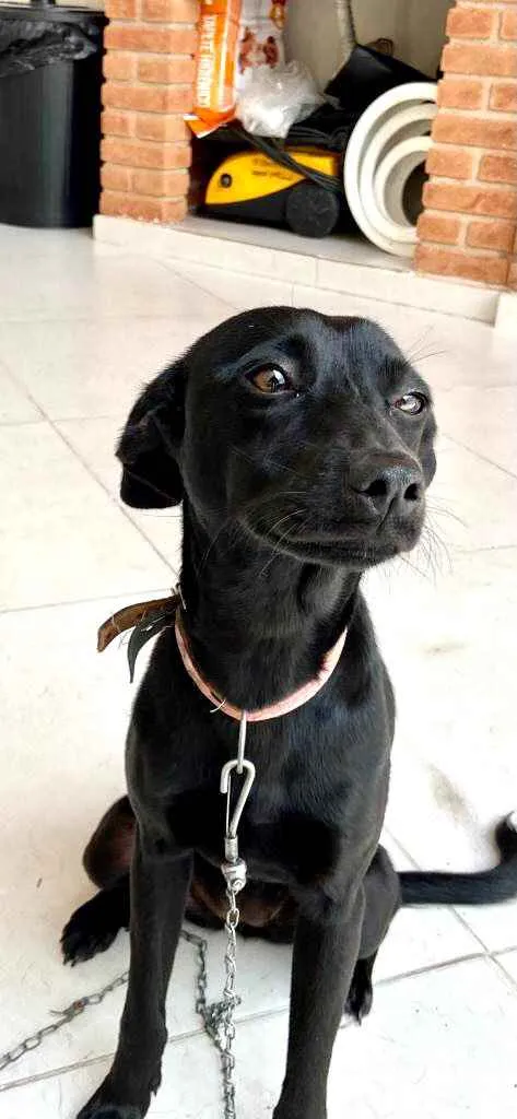 Cachorro ra a Srd  idade 1 ano nome Dóris linda e fofa