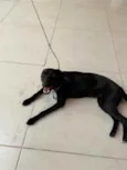 Dóris linda e fofa