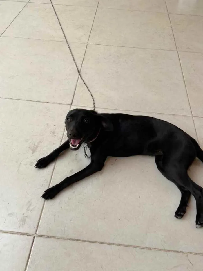 Cachorro ra a Srd  idade 1 ano nome Dóris linda e fofa