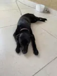 Dóris linda e fofa