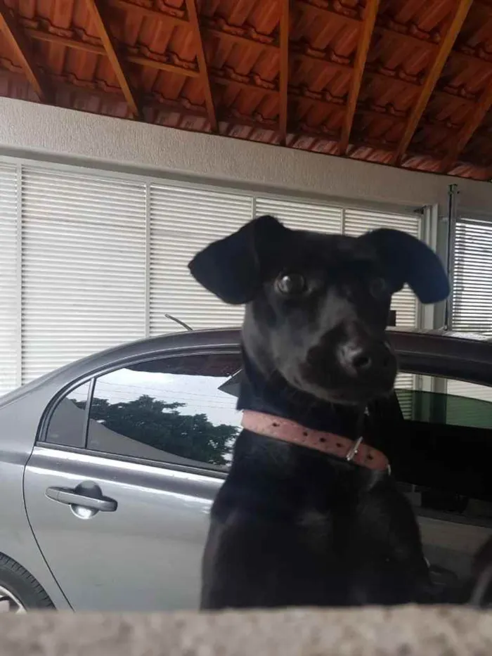 Cachorro ra a Srd  idade 1 ano nome Dóris linda e fofa