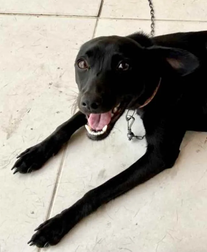 Cachorro ra a Srd  idade 1 ano nome Dóris linda e fofa