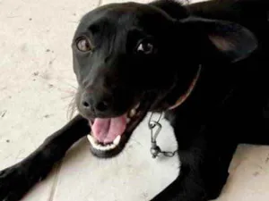 Cachorro raça Srd  idade 1 ano nome Dóris linda e fofa