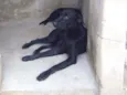 Mel
