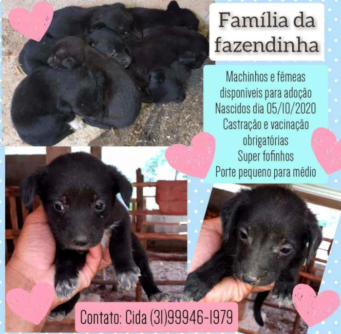 Cachorro raça Srd idade Abaixo de 2 meses nome Ninhada