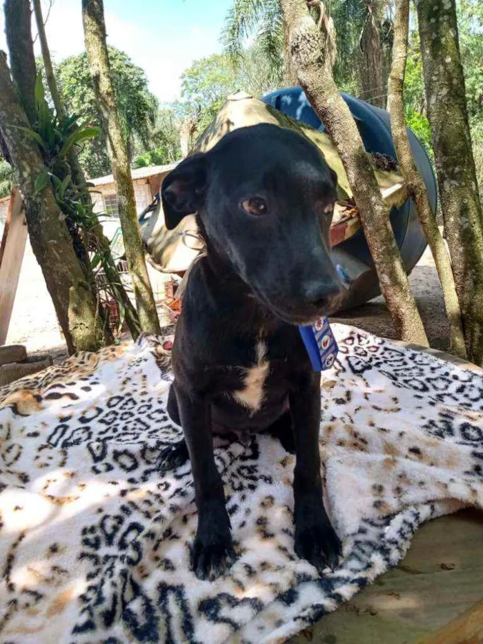 Cachorro ra a  idade 2 a 6 meses nome Amendoim (filhote