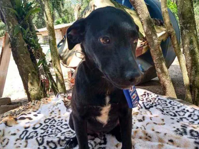 Cachorro ra a  idade 2 a 6 meses nome Amendoim (filhote
