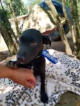 Amendoim (filhote