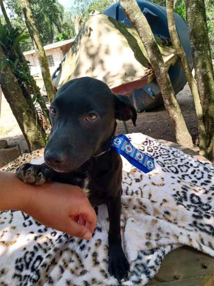 Cachorro ra a  idade 2 a 6 meses nome Amendoim (filhote