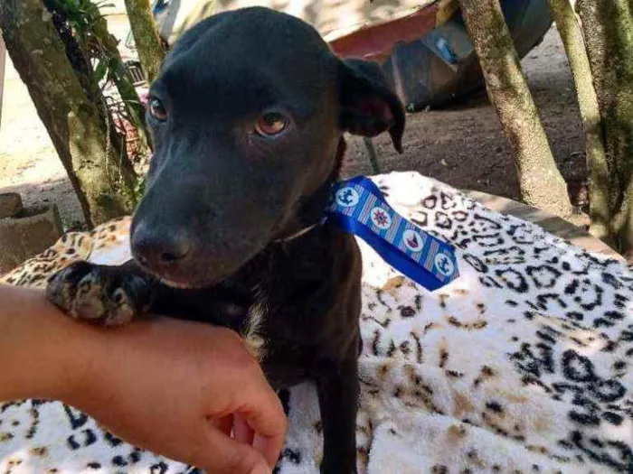 Cachorro ra a  idade 2 a 6 meses nome Amendoim (filhote