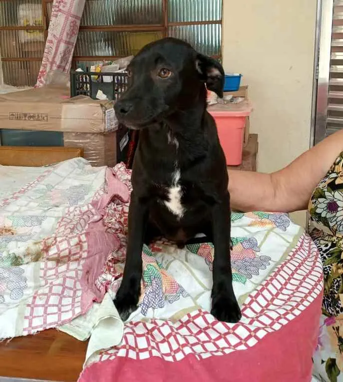 Cachorro ra a  idade 2 a 6 meses nome Amendoim (filhote