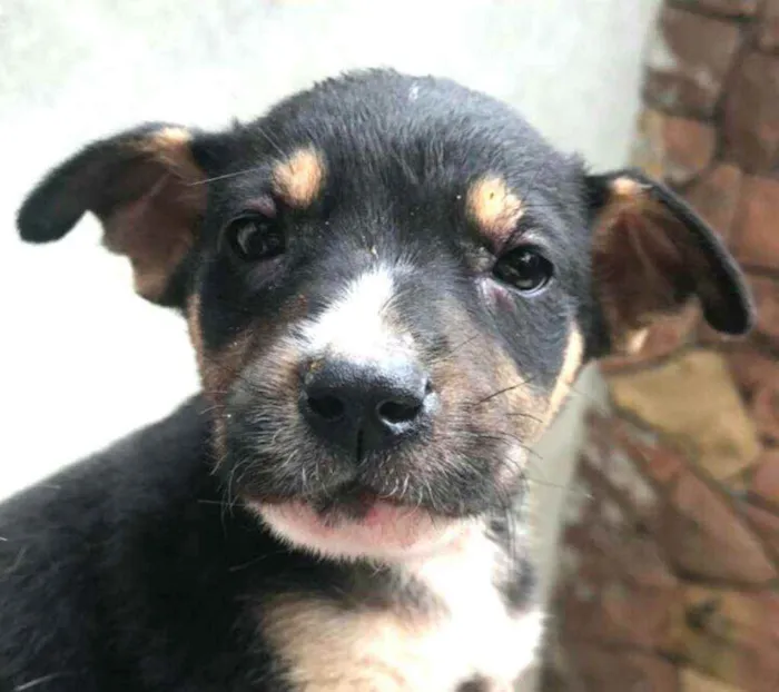Cachorro ra a  idade Abaixo de 2 meses nome Filhotes Anelly