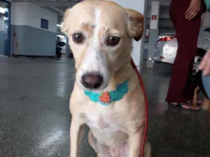 Cachorro raça RND idade 2 anos nome Pérola 