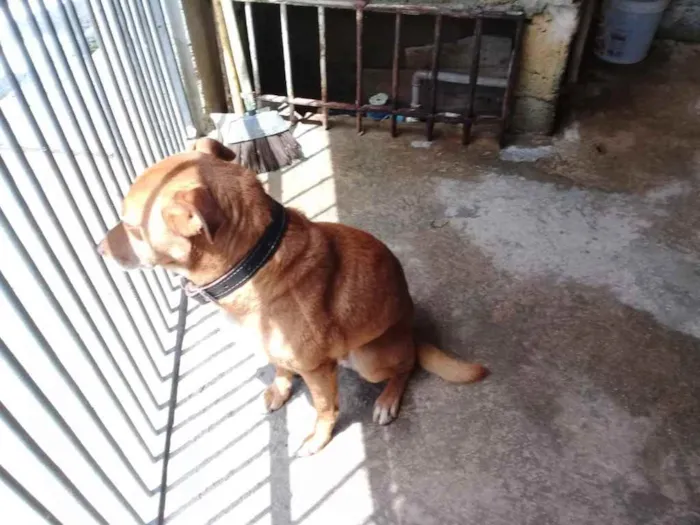 Cachorro ra a Sem raça definida  idade 3 anos nome Rex