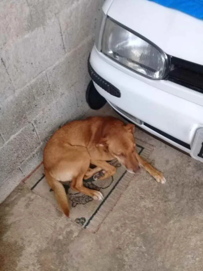 Cachorro ra a Sem raça definida  idade 3 anos nome Rex