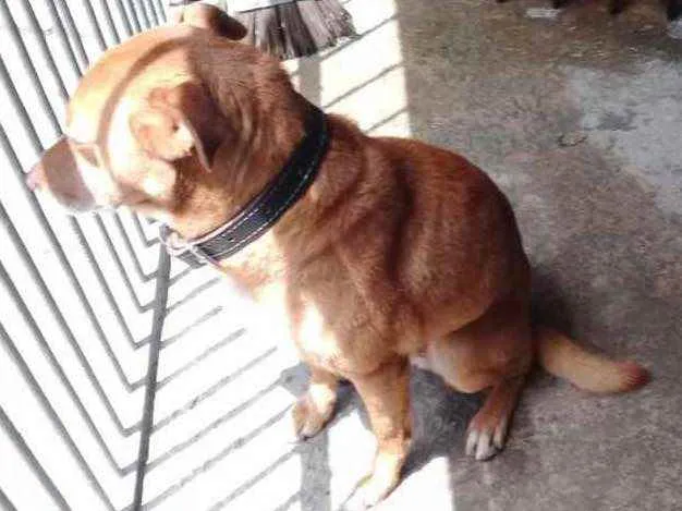 Cachorro ra a Sem raça definida  idade 3 anos nome Rex