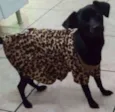 lilica