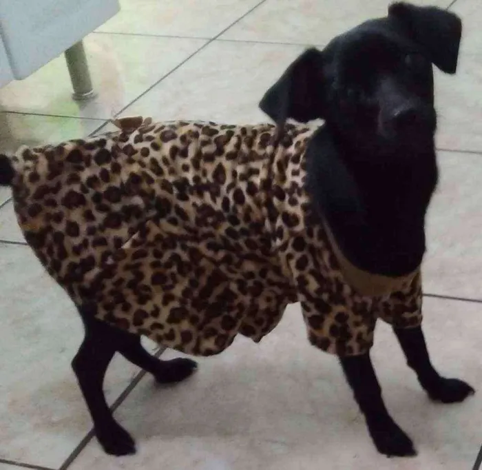 Cachorro ra a Srd idade 1 ano nome lilica