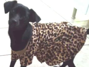 Cachorro raça Srd idade 1 ano nome lilica
