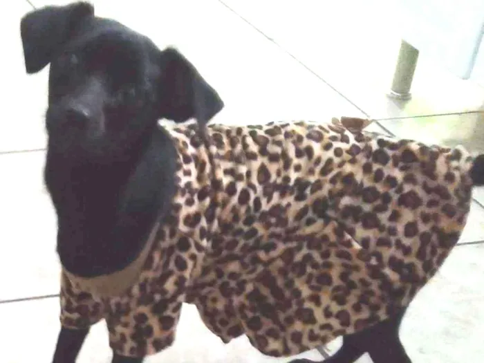 Cachorro ra a Srd idade 1 ano nome lilica