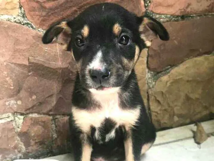 Cachorro ra a  idade Abaixo de 2 meses nome Filhotes Anelly