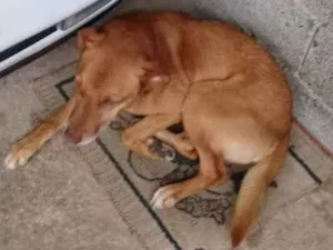 Cachorro raça Sem raça definida  idade 3 anos nome Rex