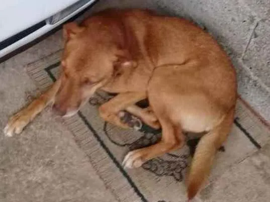 Cachorro ra a Sem raça definida  idade 3 anos nome Rex